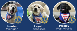 Leader Dog puppies